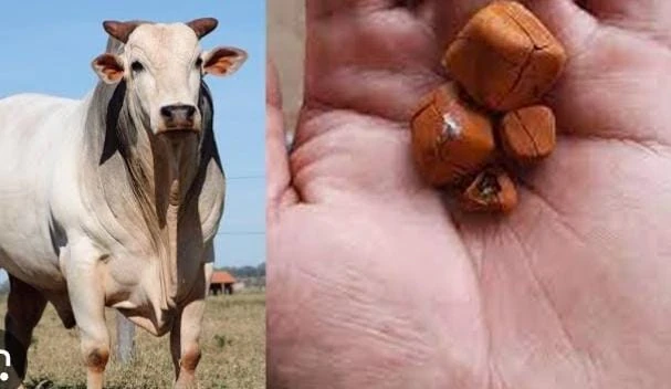 Imagem JPG, Indisponível